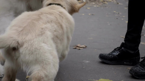 two cute fluffy white dogs running in circles playing in park - Golden Retriever and best friend, slow motion