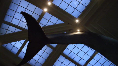 great blue whale hanging from ceiling in American Museum of Natural History in 1080 HD and 4K in NYC