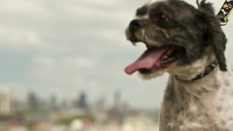 dog panting with Manhattan skyline and Empire State Building in background in NYC
