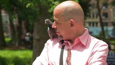 trained pigeon perched on man's shoulder - bird trainer showing trick in Washington Square Park on summer day in NYC