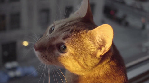kitten looking around and up on window sill with orange sunrise in NYC