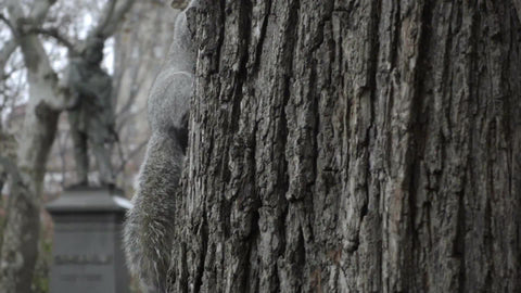 squirrel on tree on cloudy fall day in Washington Square Park