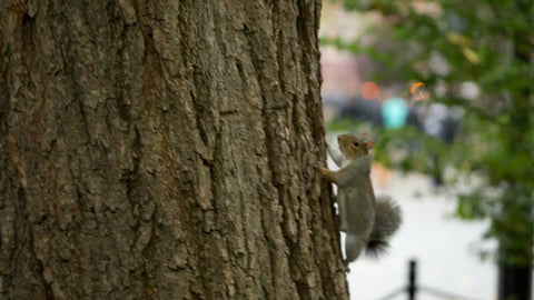 squirrel climbing tree in summer twitching tail in Park in NYC