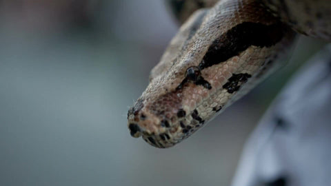closeup of snake opening mouth on summer day in park