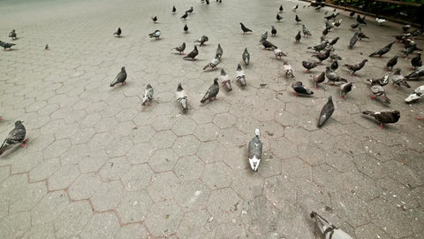 flock of pigeons walking in Washington Square Park in summer in NYC