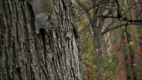 cute squirrel clinging to tree - circling adorable animal in Washington Square Park