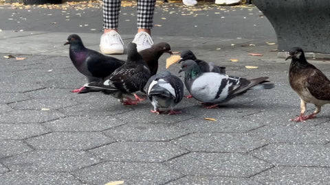 close up pigeon struggling eating large piece of pita bread