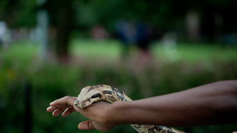 kid with large Boa constrictor snake in park on summer day in NYC