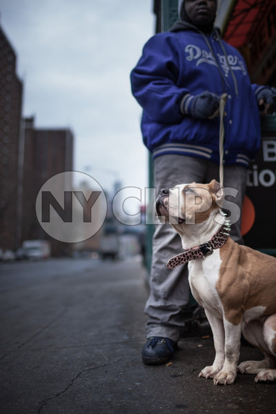 Pit Bill on leash on Lower East Side with projects outside East Broadway F Train subway station in winter
