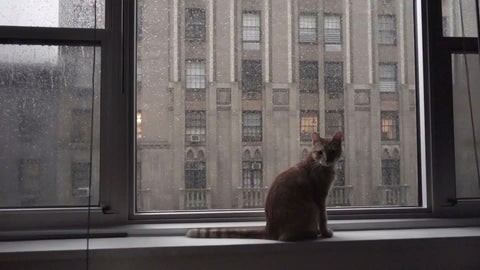 cat sitting on window sill on rainy day