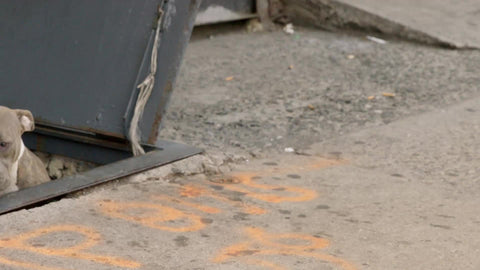 pit bull coming out of cellar on street - gritty watch dog emerging from sidewalk doors
