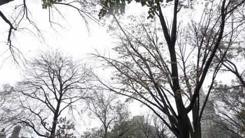tilting down from trees on cloudy cold day in Washington Square Park with wet leaves on ground - raining in fall