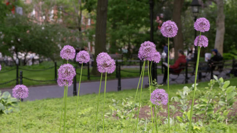 Allium flowers in Washington Square Park in Spring in 1080 HD and 4K NYC