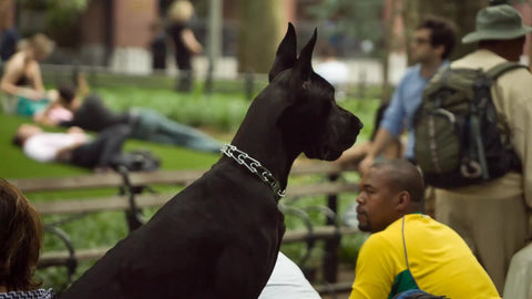 Doberman Pinscher in Washington Square Park - dog in summer in NYC