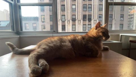 cat lounging on window sill in Manhattan apartment in New York City NYC