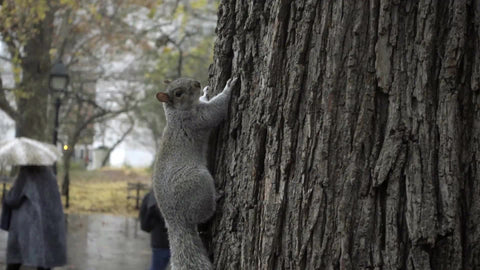 squirrel hanging out on tree in Washington Square Park
