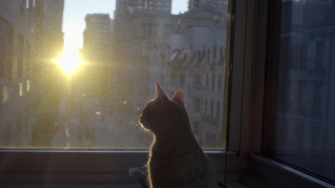 cat silhouette on windowsill during sunrise interior Manhattan apartment