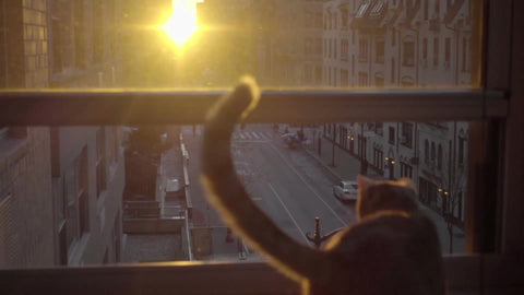 cat and tail silhouette watching sunrise in Manhattan apartment in NYC