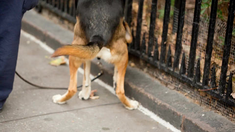 dog pooping on street