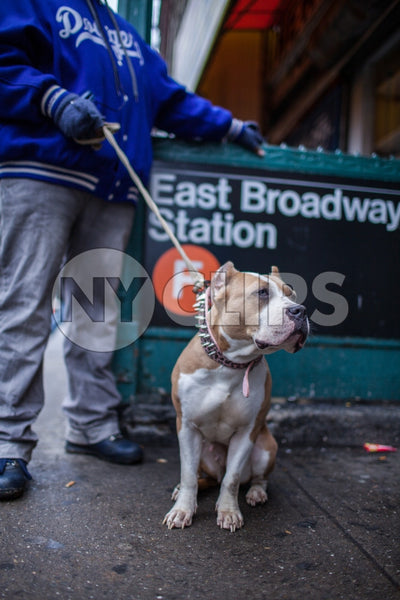 man and his dog with spiked collar - Pit Bill on leash on Lower East Side outside East Broadway F Train subway station in winter