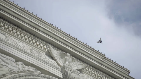 pigeon flying to Washington Square Park arch - rotating close-up shot in slow motion NYC_3840x2160_prob-3