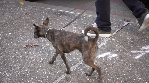 dog walk - close-up puppy - chihuahua walking on leash with owner in street on sidewalk