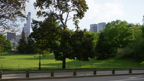 panning in Central Park on beautiful summer day
