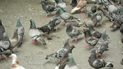 pigeons flocking to breadcrumbs on ground in park