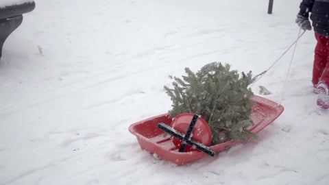 boy dragging mini Christmas tree in sled in snow storm snowing in winter NYC