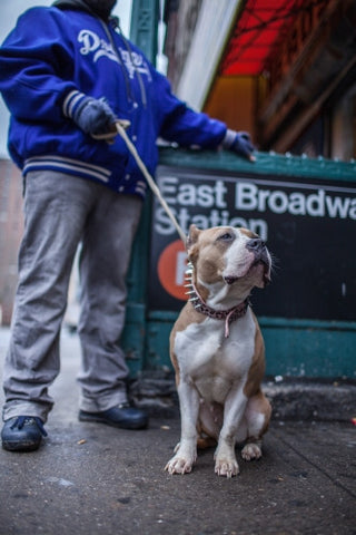 dog and man in Dodgers jacket - Pit Bill on leash on Lower East Side outside East Broadway F Train subway station in winter