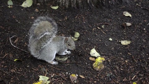squirrel looking up and shaking off head in dirt