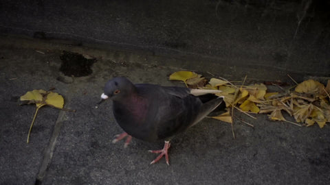 close-up of pigeon walking in slow motion on yellow fall leaves