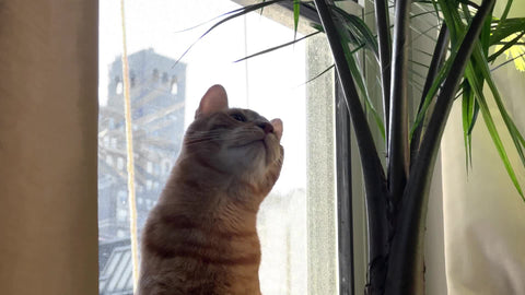 cat pawing and eating plant in window interior Manhattan apartment New York City NYC