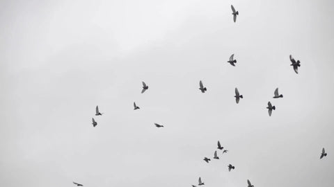 flock of birds flying on cloudy sky around Washington Square Park on rainy day, people with umbrellas - raining