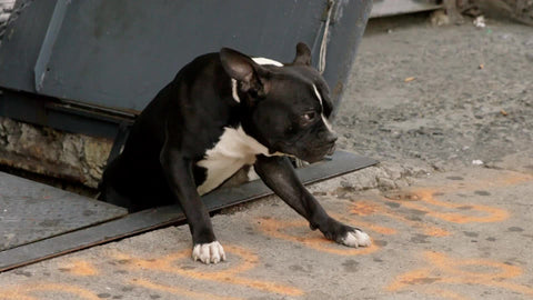 French Bull Dog emerging from cellar door in sidewalk with Pit Bull gritty dirty street
