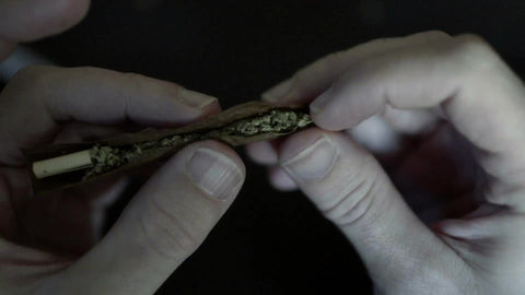 hands and weed - close-up of fingers rolling marijuana joint