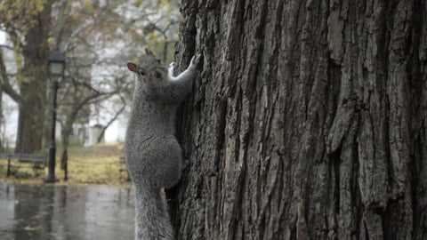 squirrel shaking rain off head in slow motion in Washington Square Park