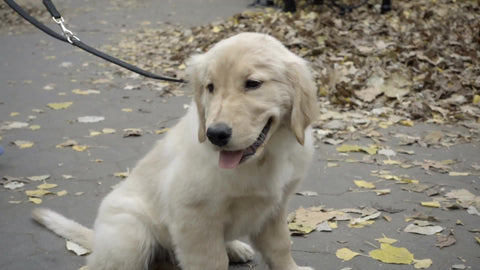 cute Golden Retriever on leash in park on fall day with leaves on ground
