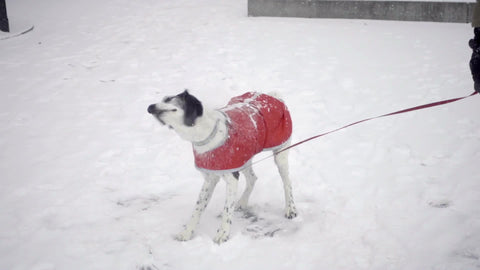 dog shaking snow off in winter blizzard snowing on cold day slow motion