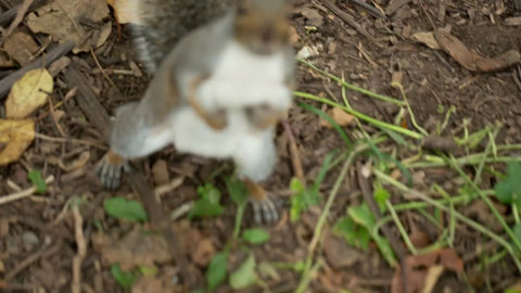 closeup of squirrel looking around for a nut in the dirt