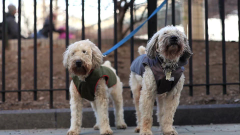 Poodles howling in cold winter - little dogs tied to park bars by leashes