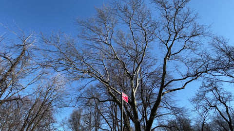 bare tree without leaves in cold winter empty Central Park Manhattan New York City NYC