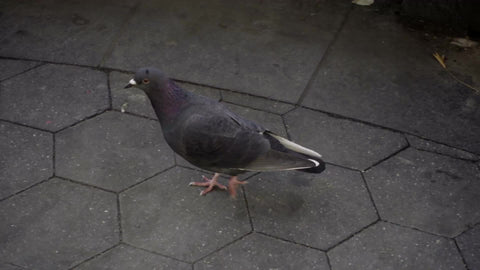 pigeon walking in park alone