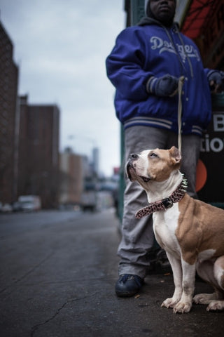 Pit Bill on leash on Lower East Side with projects outside East Broadway F Train subway station in winter