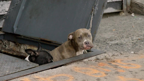 Pit Bull and French Bulldog in cellar on street in Harlem NYC
