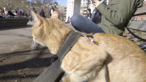cute cat sitting on Washington Square Park bench in fall or spring during day in New York City