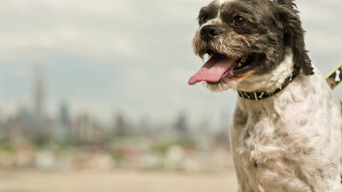 puppy panting with Manhattan skyline in background - dog and Empire State Building in NYC