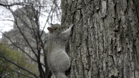 squirrel hanging onto tree bark in park in slow motion
